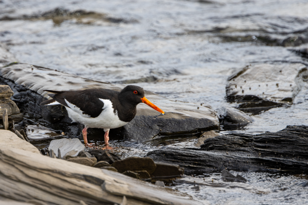 Oyster catcher