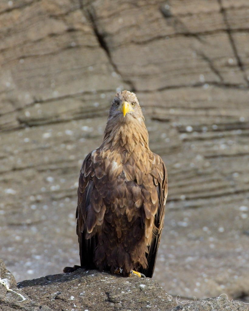 A white tail eagle catched on a Bird safari of summer 2024