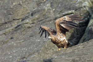 white tailed eagle takes off