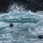 Rough see doesn't scare any seal. These two was spotted on the years first bird safari.