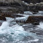 The 6th of April and this is the first bird safari of the year. Some Comoran between the waves. comeran