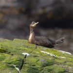 A singel comorant relaxing on a rock. Comorant