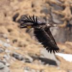 One of the first eagle shot this year. Eagel