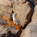 The stoat (Mustela erminea), also known as the ermine, short-tailed weasel or simply the weasel. This one has most of the white winter furs left. Røyskatt