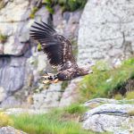 At bird safari again. A white tail eagle out hunting for a meal. Eagle