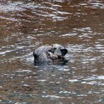 A bearded seal with its catch, a lumpfish. Bearded seal