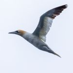 The population of gannets is growing at the bird islands at Gjesværsstappan. Gannets