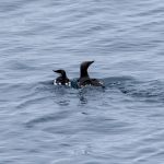 A guillemot with its young one. Guillemot