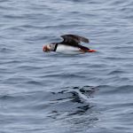 The always loving puffins on a bird safari on the 7th og August.