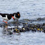 A oyster catcher is teaching her young one how to harvest food. How to catch food