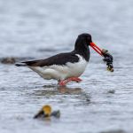 A proud and pleased Oystercatcher with the catch. Proud and pleased