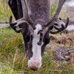 You don't need to go far to find a reindeer. Reindeer