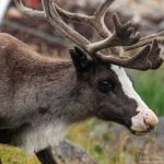 A male reindeer. Male