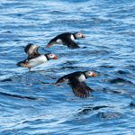 There can never be to many puffins. three puffins