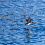 A puffin take off! Take off