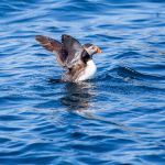 I guess the puffin is my favourite bird when doing bird safari at Gjesværstappan. Puffin