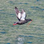 The Black guillemot got it's catch. Teist