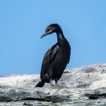 You will be able to see a lot of comorants and shags if you visit the bird safari at Gjesværstappan. Comorant