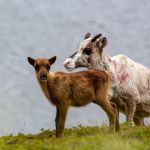 A female reindeer with it's calf. Reindeer with calf