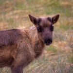 This calf is most likely born in the end of May and will here be just a little over one months old. They are growing so fast. young calf