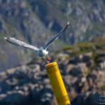 Seagull are probably one of the first birds you will see when heading out for a bird safari. Seagull