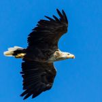 The majestic white tail eagle. White tale eagle