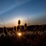 Plants are growing in the midnight sun. Growing