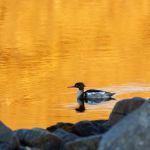 Red-breasted merganser swimming in a lake of gold. Golden lake