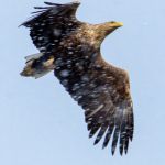 It's hard to get great photos of birds when we get hit by snow like this. White tail eagle
