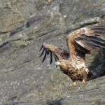 white tailed eagle takes off